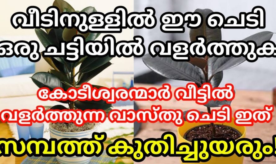 ഇത്തരം ചെടികൾ നമ്മുടെ വീട്ടിൽ ഐശ്വര്യവും സമൃദ്ധിയും കൊണ്ടുവരും..