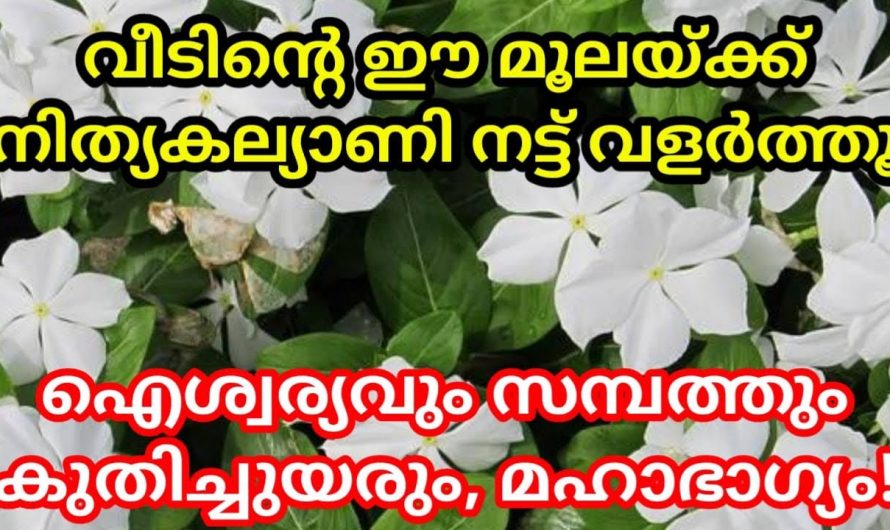 പലരും അശുദ്ധമെന്ന് കരുതുന്ന ഈ ചെടി നട്ടുവളർത്തിയാൽ വീട്ടിൽ ഇരട്ടി ഗുണം..