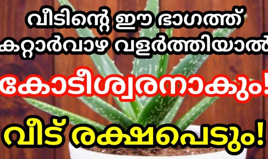 നമ്മുടെ വീട്ടിൽ ഈ സ്ഥലങ്ങളിൽ കറ്റാർവാഴ വെച്ചാൽ വാസ്തുപ്രകാരം വളരെ അത്യുത്തമം.