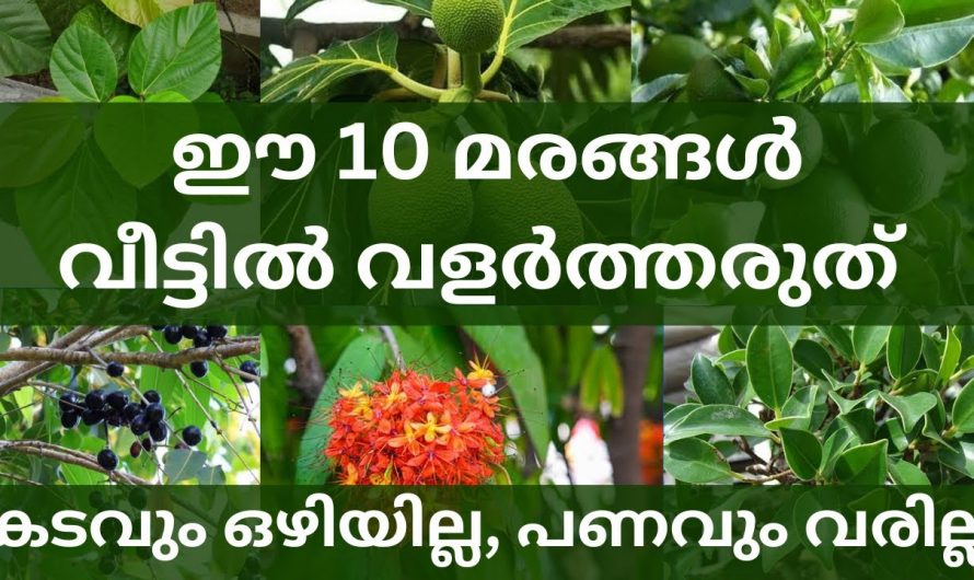 വീട്ടിൽ ഈ 10 മരങ്ങൾ ഉണ്ടോ എങ്കിൽ നെഗറ്റീവ് എനർജി നിറഞ്ഞ് ദോഷങ്ങൾ വരും