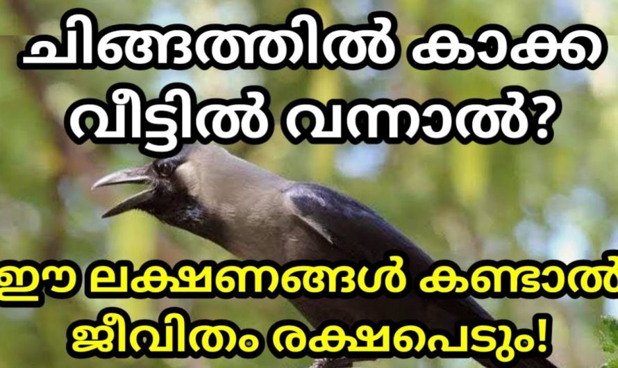 കാക്ക വീട്ടിൽ  വന്നാൽ നമ്മുടെ വീട്ടിൽ ഉണ്ടാകുന്ന സംഭവങ്ങൾ..