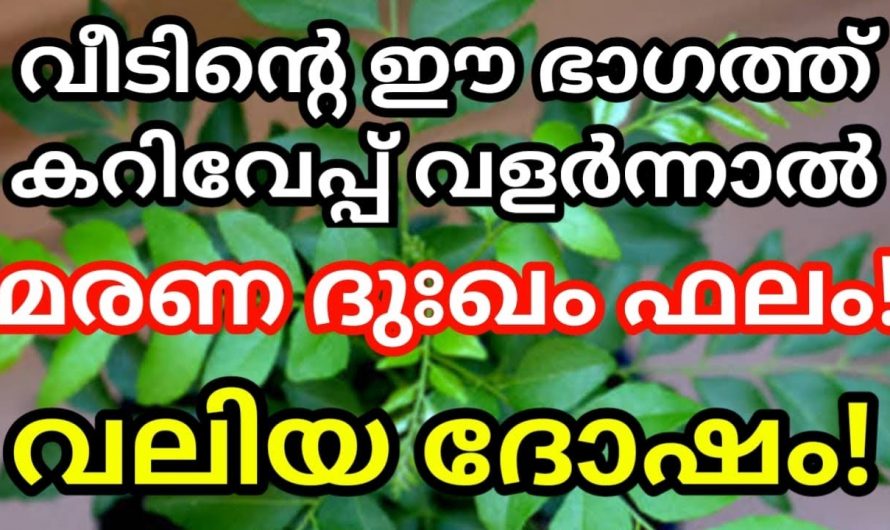 വീടിന്റെ  ഐശ്വര്യത്തിന് കറിവേപ്പില വെച്ചുപിടിപ്പിക്കുമ്പോൾ  ശ്രദ്ധിക്കേണ്ടത്..