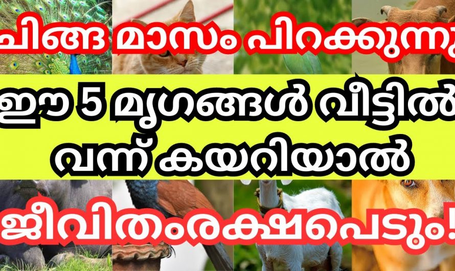 ഇത്തരം ജീവികൾ വന്നു കയറുന്നത് നമ്മുടെ വീടിനെ മഹാഭാഗ്യം…