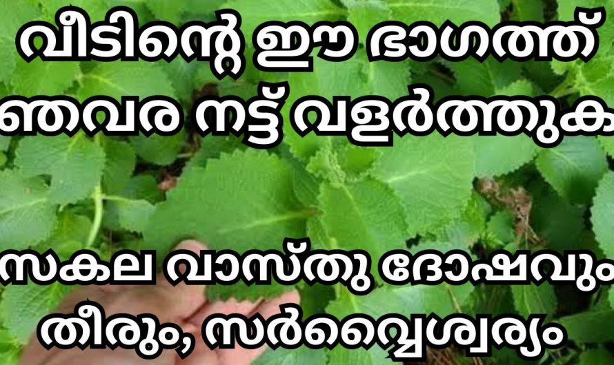 വീട്ടിൽ ഈ ചെടി നട്ടുവളർത്തിയാൽ ലക്ഷ്മി ദേവിയുടെ സാന്നിധ്യം എപ്പോഴും ഉണ്ടായിരിക്കും…