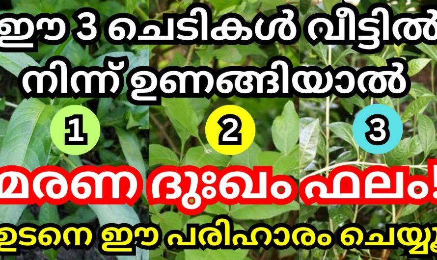 നമുക്ക് ചുറ്റുമുള്ള സസ്യ ജീവജാലങ്ങൾ കാണിച്ചുതരുന്ന ചില ലക്ഷണങ്ങൾ നമ്മുടെ ജീവിതത്തിൽ എന്ത് സംഭവിക്കുന്നു