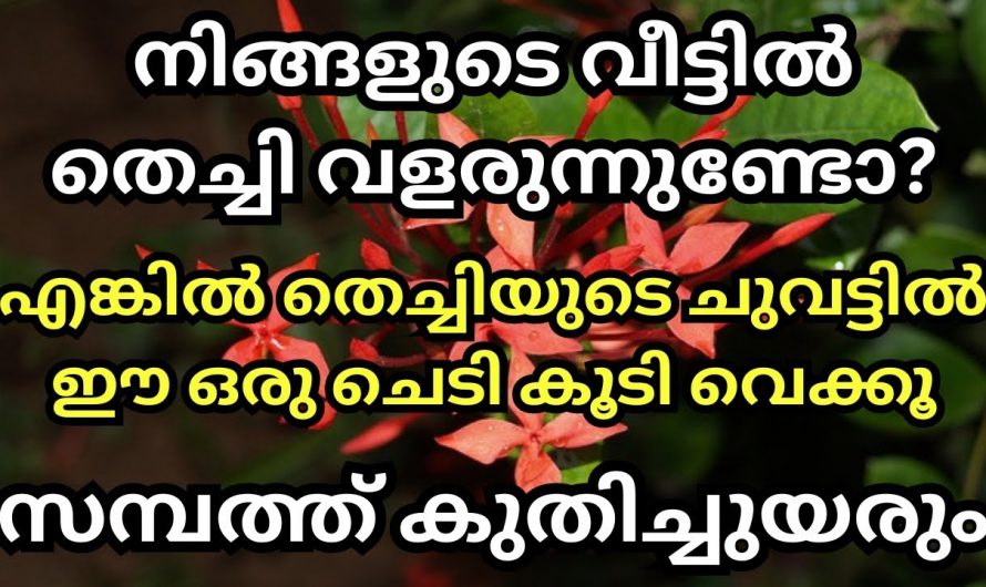 ദൈവത്തിന്റെ പ്രീതിക്ക് തെച്ചിച്ചടി നട്ടുവളർത്തുന്നത് വളരെയധികം ഗുണം ചെയ്യും..