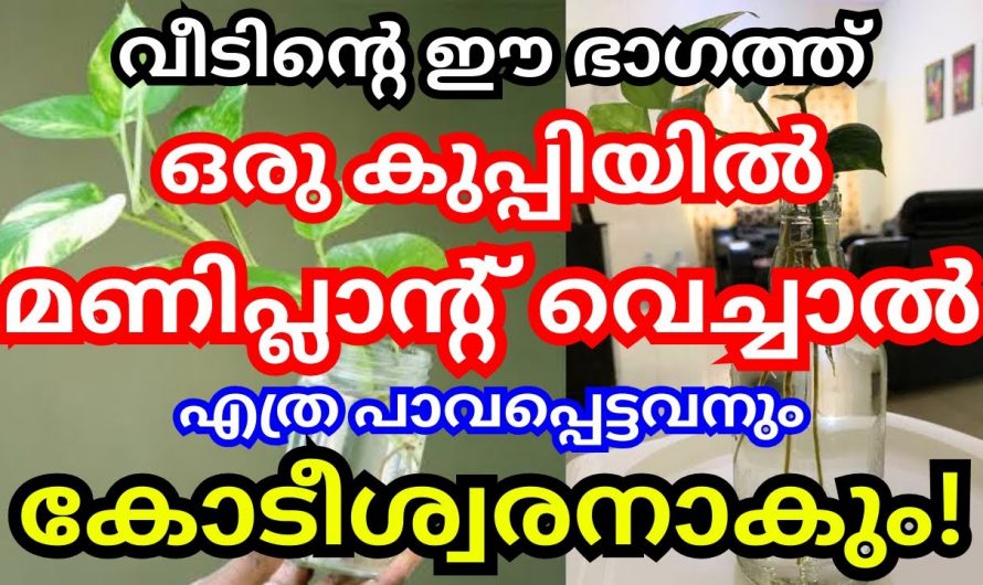 ഇത്തരത്തിൽ മണിപ്ലാന്റ് നട്ടാൽ വീട്ടിൽ സമ്പത്തിന്റെ അഗമനം ഉണ്ടാകും..