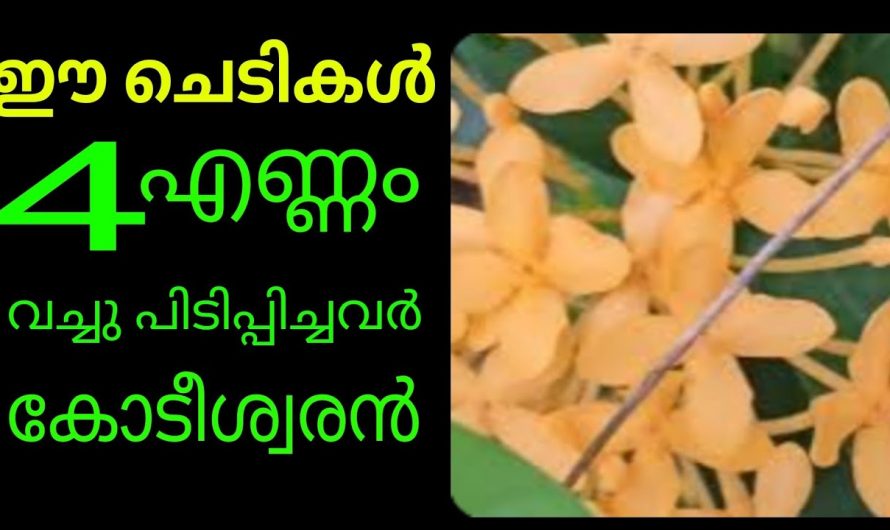 ഈ നാല് ചെടികൾ നിങ്ങളുടെ വീട്ടിൽ നട്ടുവളർത്തിയാൽ  ജീവിതം സുരക്ഷിതമാകും..