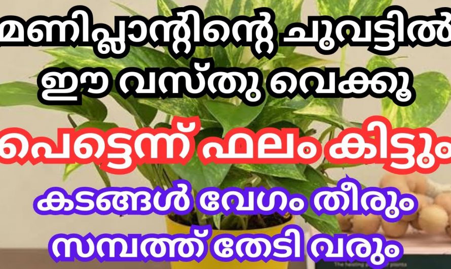 വീട്ടിൽ ധനവരവ് വർദ്ധിപ്പിക്കാൻ മണി പ്ലാന്റ് ഇങ്ങനെ നട്ടുവളർത്തു.