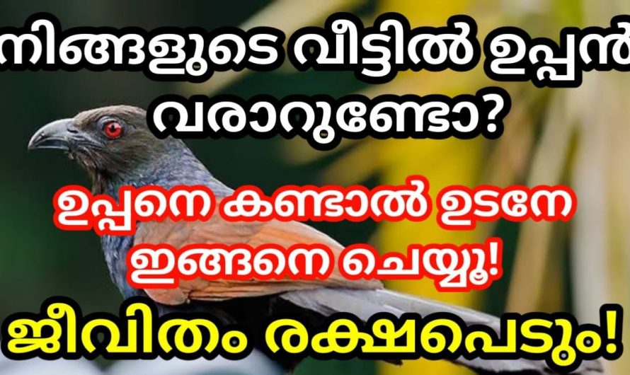 ഉപ്പനെ കണ്ടാൽ ഉടനെ ഇങ്ങനെ ചെയ്യും നിങ്ങളുടെ ജീവിതം രക്ഷപ്പെടുന്ന ഒരു കാര്യമാണ് ഇത്