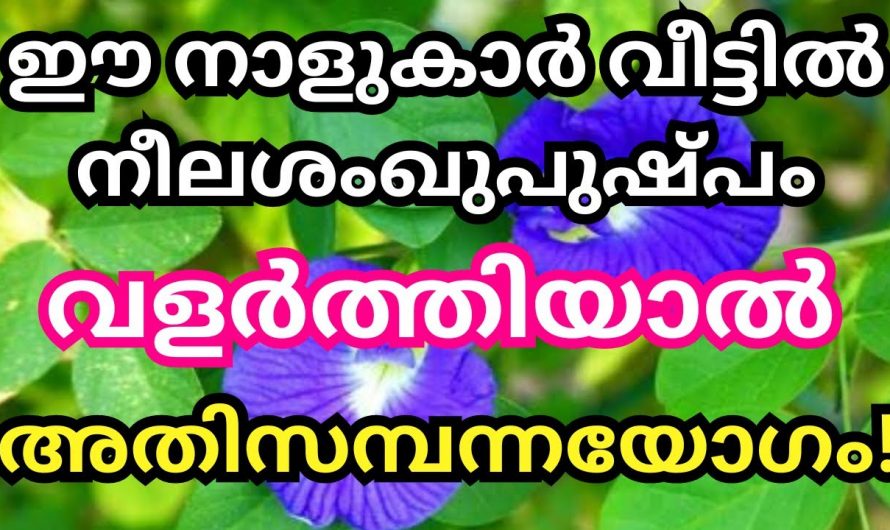 ഈശ്വരന്റെ അനുഗ്രഹം ഉള്ള വീടുകളിൽ മാത്രമാണ് ഈ ചെടി വളരുന്നത് ഇതിന്റെ ഞെട്ടിക്കും ഗുണങ്ങൾ..