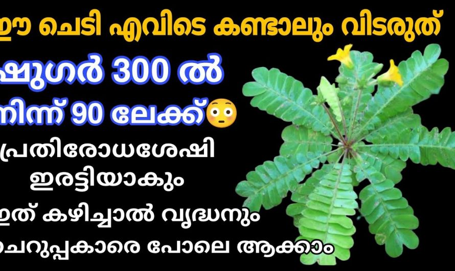 എല്ലാ വീടുകളിലും നട്ടുവളർത്തേണ്ട ദിവ്യ ഔഷധവും ഒറ്റമൂലിയും ഈ ചെടി…