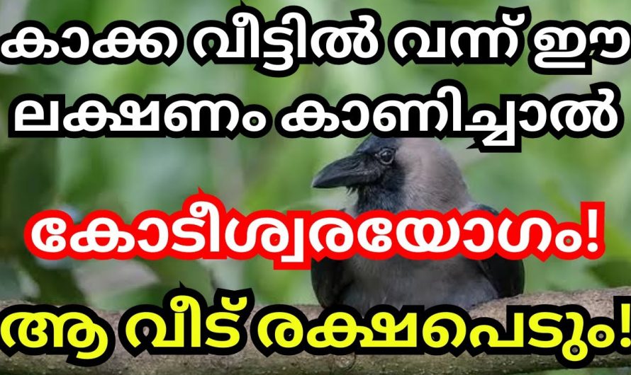 കാക്ക നമ്മുടെ വീടുകളിൽ വന്നാൽ സംഭവിക്കുന്നത്.