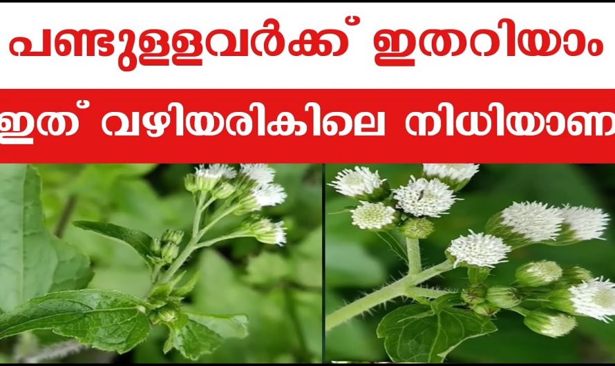 നായ്തുളസി അഥവാ അപ്പാ എന്ന ചെടിയുടെ ഔഷധഗുണങ്ങൾ….