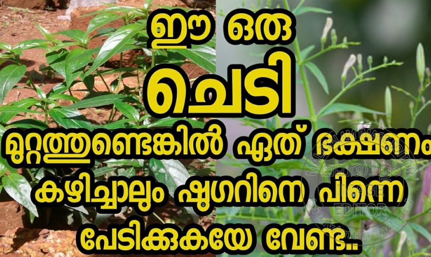 ഷുഗർ ഇല്ലാതാക്കാൻ ഈയൊരു ഇല മാത്രം മതി.