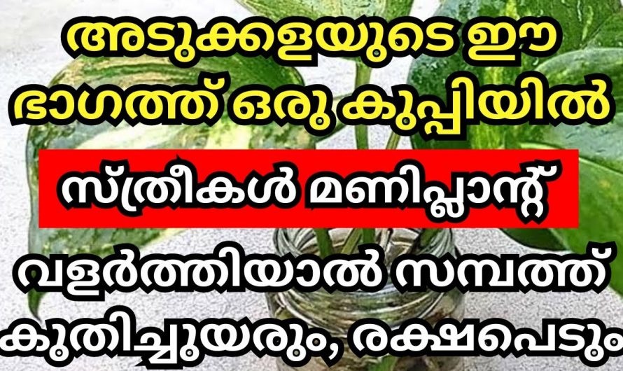 മണി പ്ലാന്റ് ഇവിടെ നട്ടു വളർത്തിയാൽ വീട്ടിൽ സമ്പത്തും ഐശ്വര്യം വർദ്ധിക്കും.