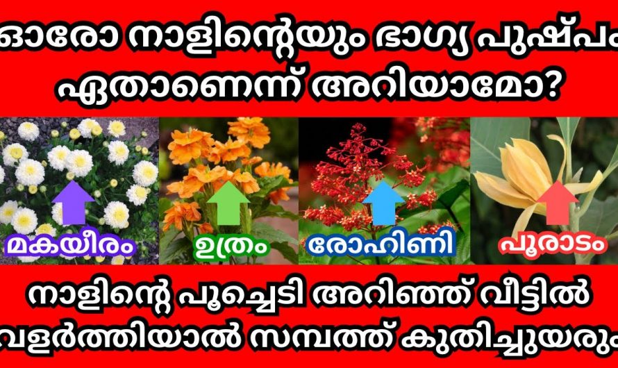 ഓരോ നക്ഷത്രത്തിനും  അനുകൂലമായ വീട്ടിൽ  നട്ടുവളർത്തിയാൽ.