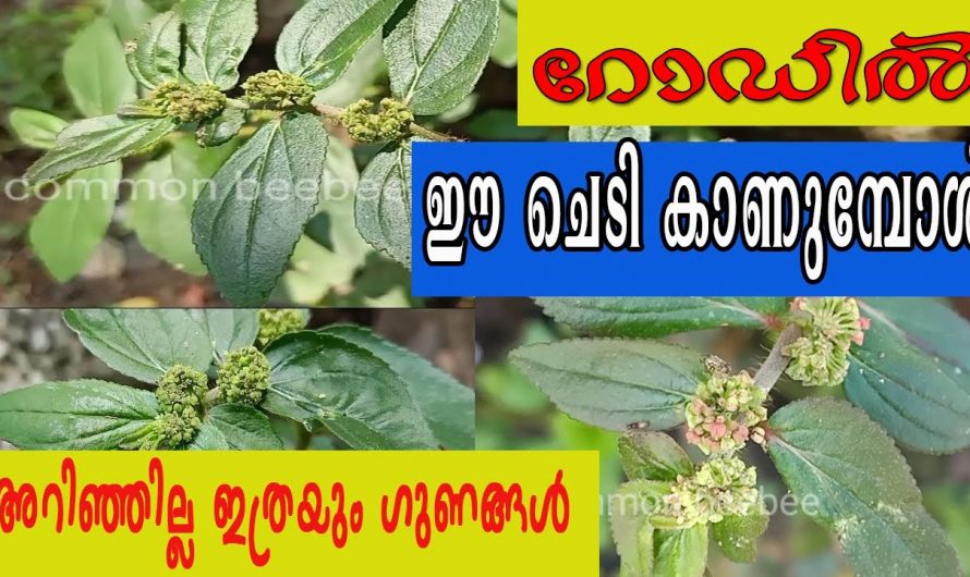 ചിത്തിരപാലയുടെ ഔഷധഗുണങ്ങൾ..