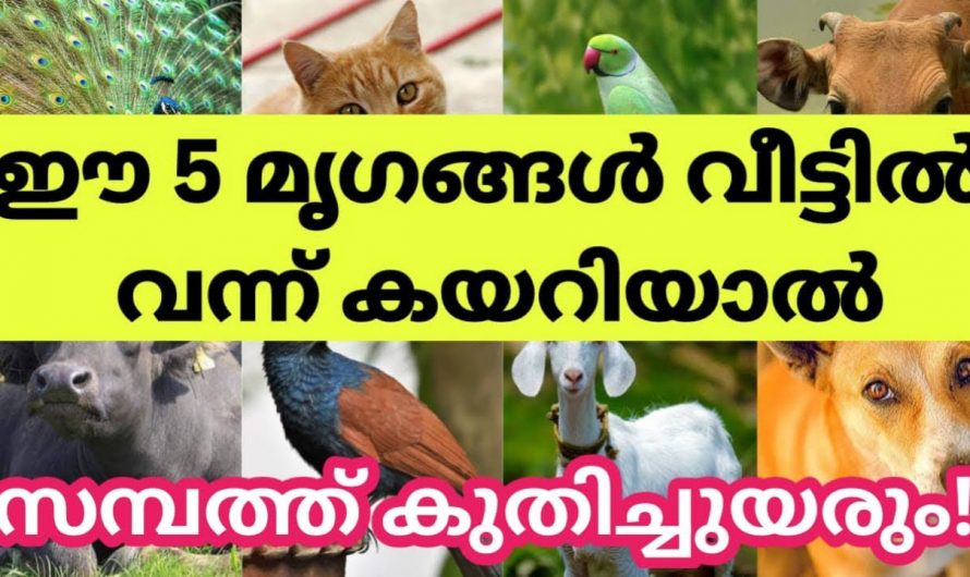 ഇത്തരം മൃഗങ്ങൾ വീട്ടിൽ വന്നു കയറിയാൽ സമ്പത്ത് കുമിഞ്ഞു കൂടും…