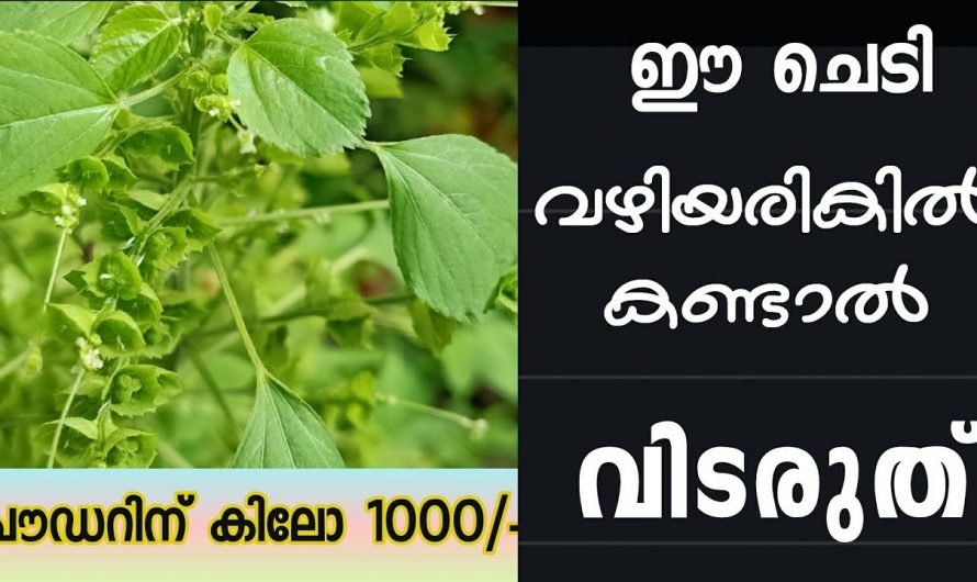 കുപ്പമേനി എന്ന ചെടിയുടെ  ഔഷധഗുണങ്ങൾ..