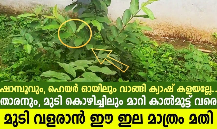 തലയിലെ താരൻ പരിഹരിച്ച് മുടി വളർച്ച ഇരട്ടിയാക്കാൻ…