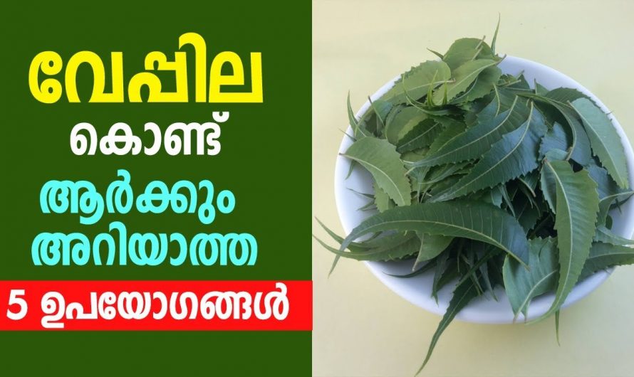 ആര്യവേപ്പിലയുടെ ഞെട്ടിക്കുന്ന ഔഷധഗുണങ്ങൾ….