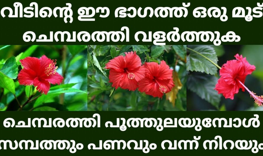 ചെമ്പരത്തി ചെടി വീട്ടിലുണ്ടെങ്കിൽ ഇക്കാര്യം നിർബന്ധമായും അറിയുക…👌