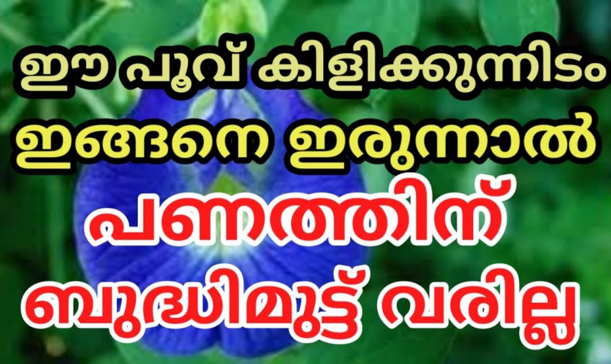 ഈയൊരു ചെടി വീട്ടിൽ നട്ടുപിടിപ്പിച്ചാൽ ധനധാന്യ സമ്പത്ത് വർദ്ധിക്കും. 👌