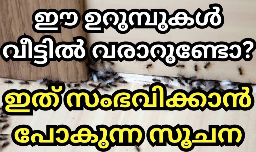 നമ്മുടെ വീടുകളിൽ ഉറുമ്പുകളുടെ സാന്നിധ്യം ഉണ്ടെങ്കിൽ  ഇത്തരം കാര്യങ്ങൾ  നടക്കും..🙄