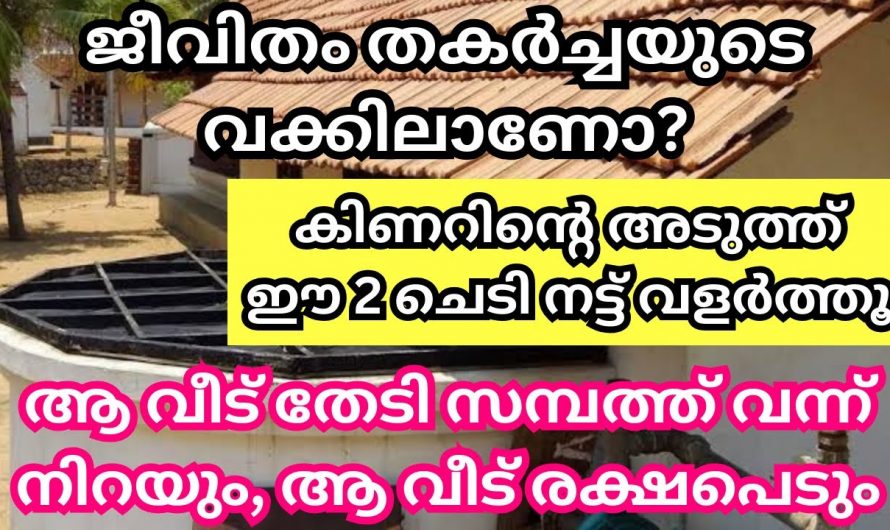 നമ്മുടെ കിണറിനോട് ചേർന്ന് ഇത്തരം വൃക്ഷങ്ങൾ നട്ടാൽ ഐശ്വര്യവും സമ്പത്തും വർദ്ധിക്കും..👌