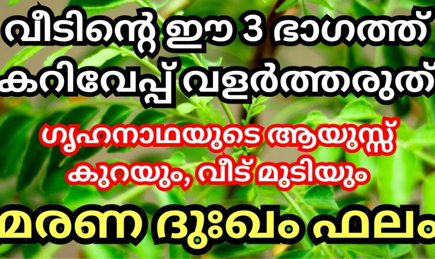 വാസ്തുപ്രകാരം വീടിന്റെ ഏത് ഭാഗത്താണ് കറിവെപ്പ്  നട്ടുവളർത്തേണ്ടത്…😱