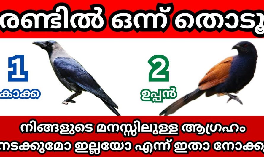 ഈ രണ്ടു ചിത്രങ്ങളിൽ ഒന്ന് തെരഞ്ഞെടുപ്പ് നിങ്ങളുടെ ആഗ്രഹം സാധിക്കുന്നു എന്ന് മനസ്സിലാക്കാം..👌