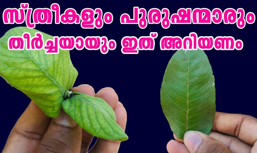 ഒരു പേരമരം വീട്ടിൽ ഉണ്ടെങ്കിൽ അതിന്റെ ഔഷധഗുണങ്ങൾ എന്താണെന്ന് അറിയണം🥰