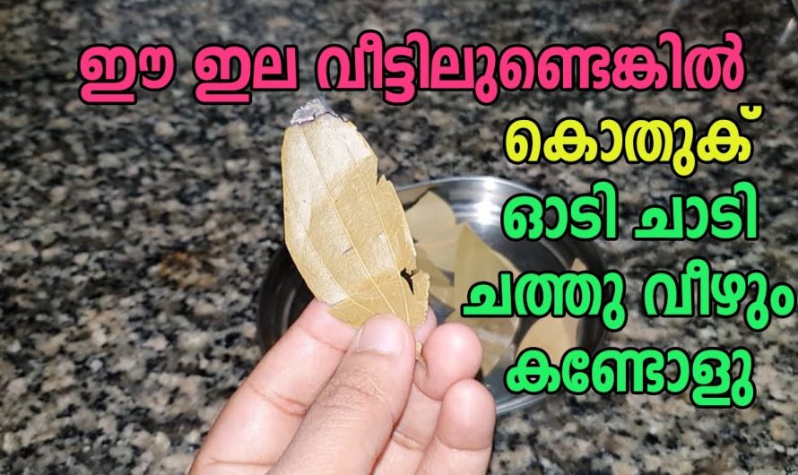 വീട്ടിലേക്ക് കൊതുക്ശല്യം എളുപ്പത്തിൽ പരിഹരിക്കാം…👌