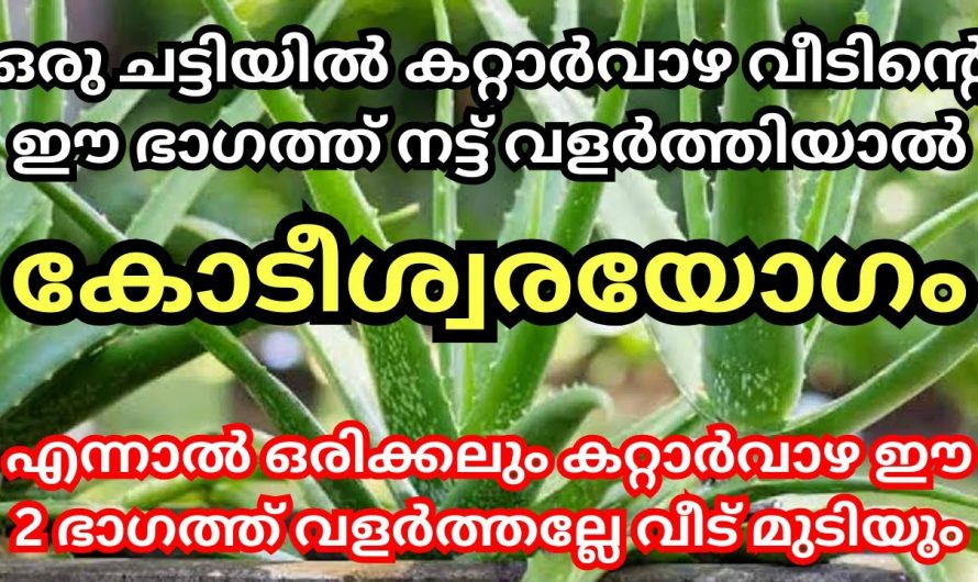 വീട്ടിൽ ഈ സ്ഥലങ്ങളിൽ കറ്റാർവാഴ നട്ടുവളർത്തിയാൽ ലഭിക്കുന്ന ഗുണങ്ങൾ…👌