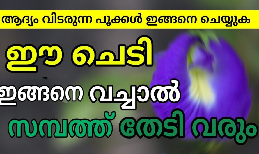 ഈ ചെടികൾ നിങ്ങളുടെ വീട്ടിൽ ഉണ്ടെങ്കിൽ വീട് സമ്പത്തുകൊണ്ട് കുമിഞ്ഞു കൂടും..👌