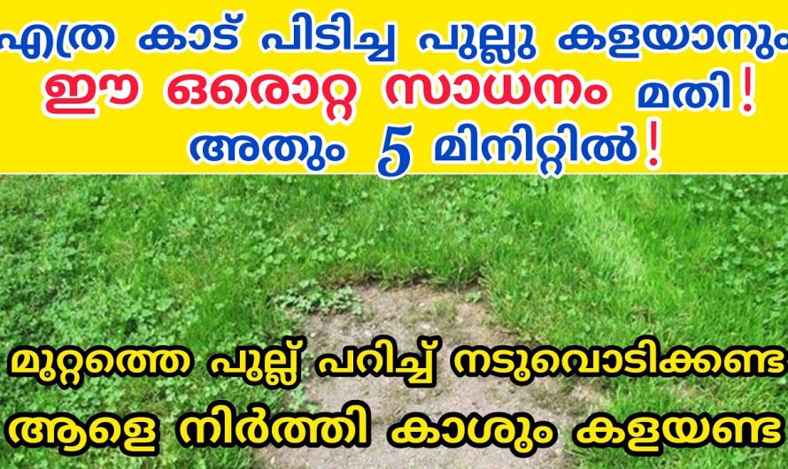 ചുറ്റുപാടും പുല്ലുകൾ നീക്കം ചെയ്തു  നല്ല വൃത്തിയോടുകൂടി സംരക്ഷിക്കുന്നതിന്..👌