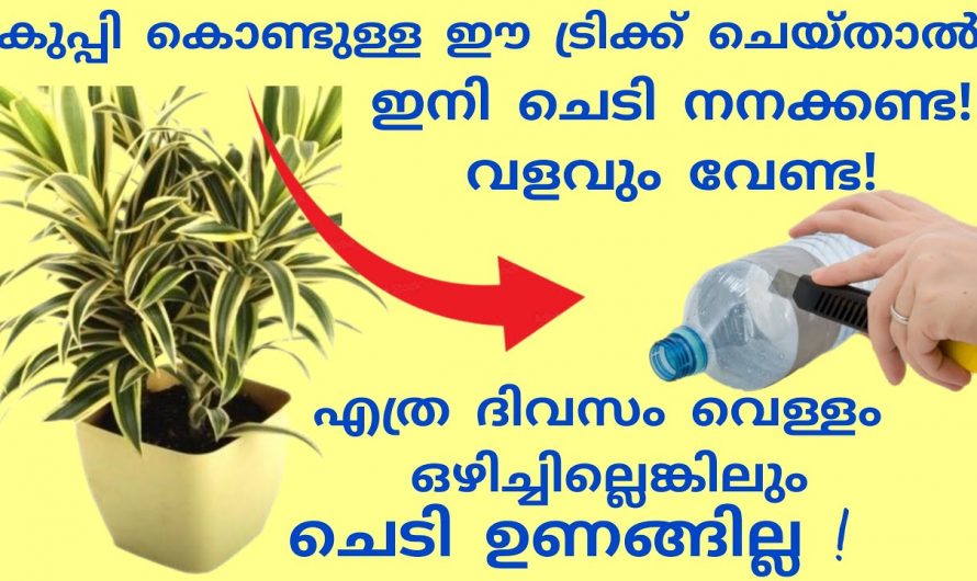 നമ്മൾ വീട്ടിൽ ഇല്ല എങ്കിലും ചെടികൾ നനയ്ക്കുവാൻ ഇതാ ഒരു സൂത്രം 🤔