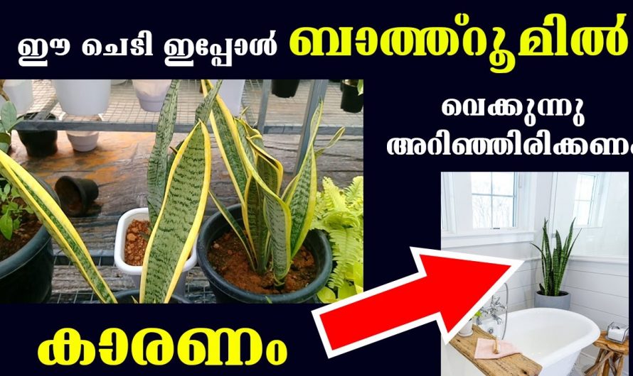 സർപ്പപ്പോള  എന്ന ചെടിയുടെ ഞെട്ടിക്കും ഗുണങ്ങളും..😱