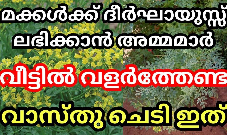 മക്കളുടെ സൗഭാഗ്യത്തിന് വീട്ടിൽ ഇത്തരം ചെടികൾ നട്ടുവളർത്തു…👌