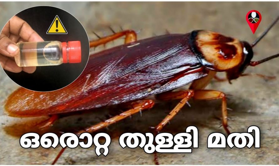 കോക്രോച്ച് ശല്യം എളുപ്പത്തിൽ പരിഹരിക്കാം…