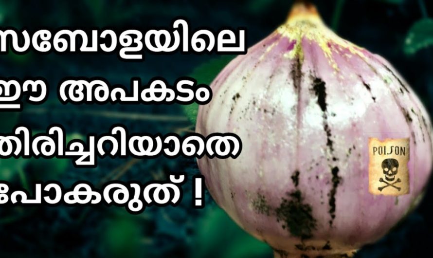 സവാള ഉപയോഗിക്കുന്നവർ ഈ അപകടം അറിയാതെ പോകരുത്..