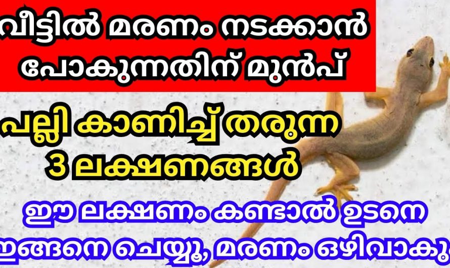 നമ്മുടെ വീട്ടിലെ അപകടങ്ങളെക്കുറിച്ച് ഗൗളി നൽകുന്ന സൂചനകൾ