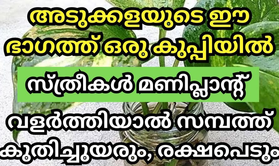 മണി പ്ലാന്റ് വീട്ടിൽ നട്ടു പരിപാലിച്ചാൽ  ലഭിക്കുന്ന അനുഗ്രഹങ്ങൾ..