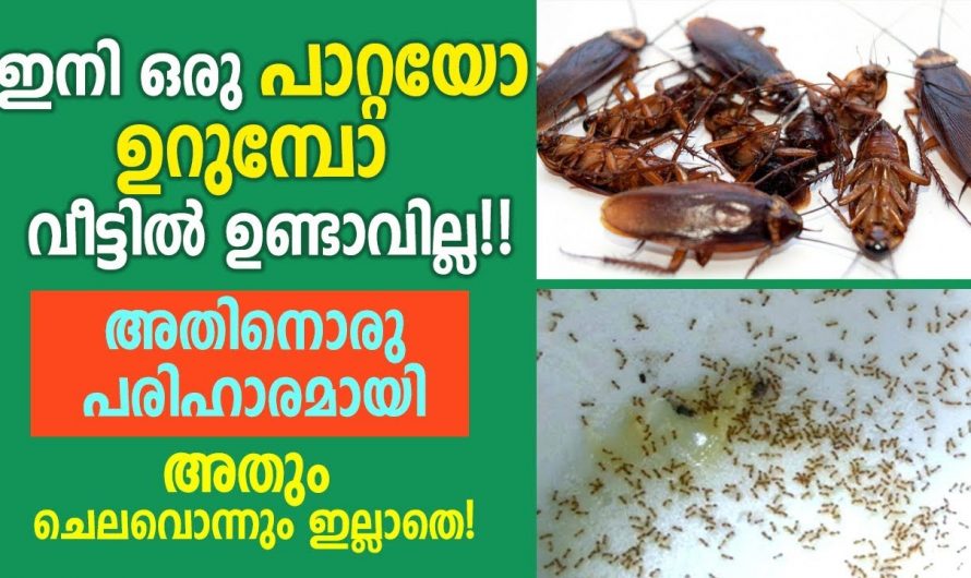 ഉറുമ്പിനെയും പാറ്റകളെയും  വീട്ടിൽ നിന്ന് ഓടിക്കുവാൻ ഇത് ഒരു എളുപ്പ മാർഗം.