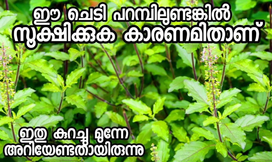 കായ് ഈച്ചകളെ പിടിക്കുവാനായി ട്രാപ്പ് ഉണ്ടാക്കാം തുളസിച്ചെടി ഉപയോഗിച്ചുകൊണ്ട്.