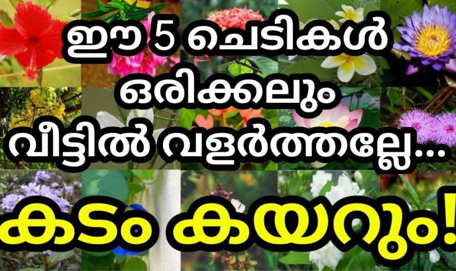 ഈ ചെടികൾ ഒരിക്കലും നമ്മുടെ വീട്ടിൽ നട്ടുവളർത്തരുത് കടംകയറി കുടുംബം മുടിയും …