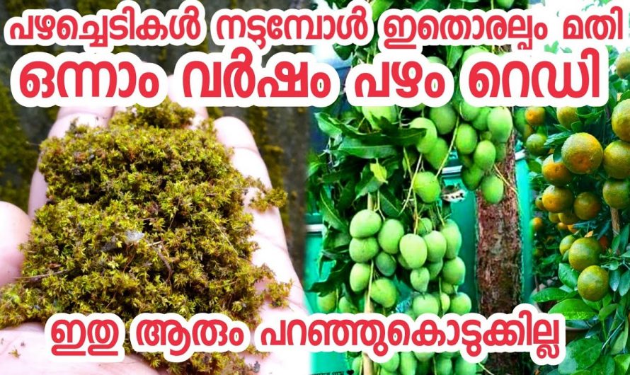 കൃഷിത്തോട്ടവും പൂന്തോട്ടവും   മനോഹരമാക്കുന്നതിന് ഈ ഒരു കാര്യം ശ്രദ്ധിച്ചാൽ മതി..