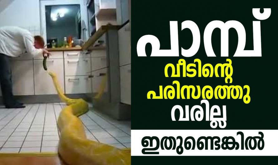 പാമ്പുകൾ പറമ്പിലോ വീടിന്റെ പരിസരത്ത് വരികയില്ല.