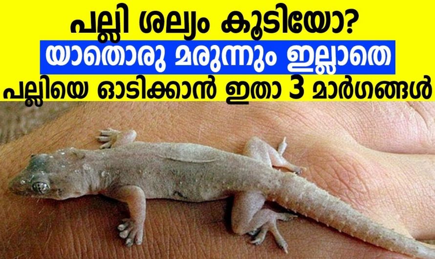 പല്ലുകളെ ഒഴിവാക്കുവാൻ ഈ മൂന്നു കാര്യങ്ങൾ മാത്രം ചെയ്താൽ മതി.